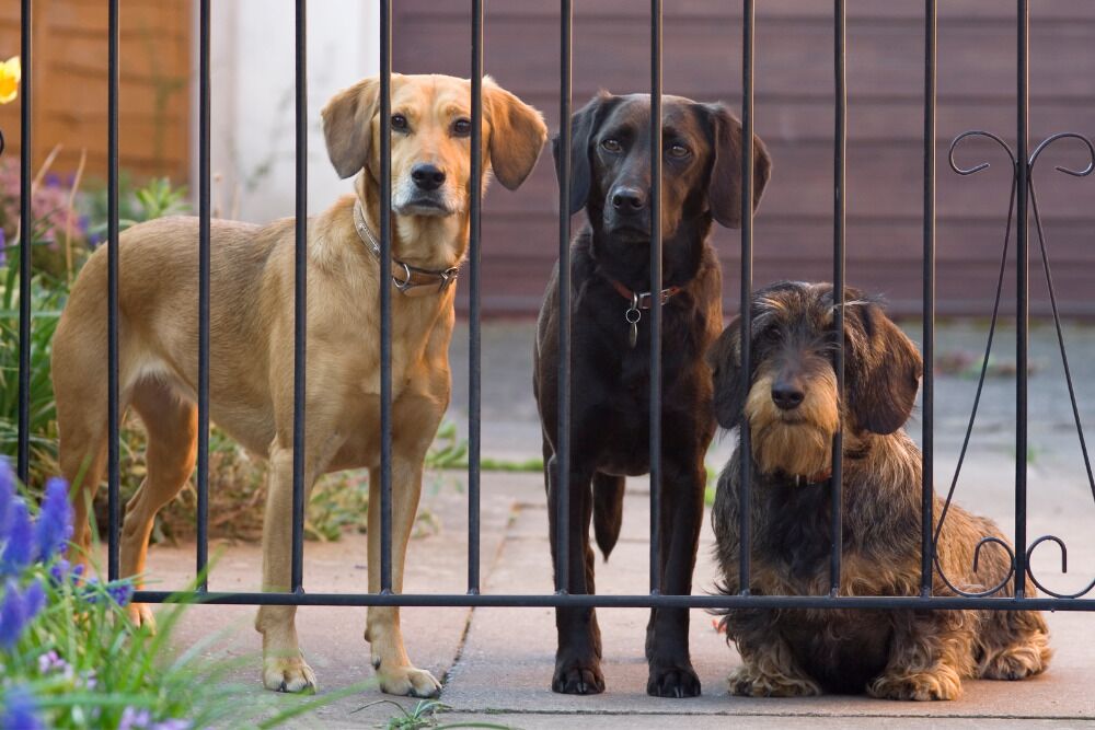 The Best Guard Dog Breeds - 1000x667 The Kia Boyz - Photo of Kia sedan