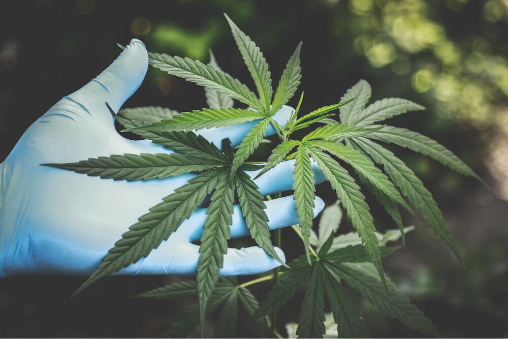 Security Requirements for Dispensaries by State - 1000x667 Security Requirements for Dispensaries by State - Cannabis Surveillance Laws