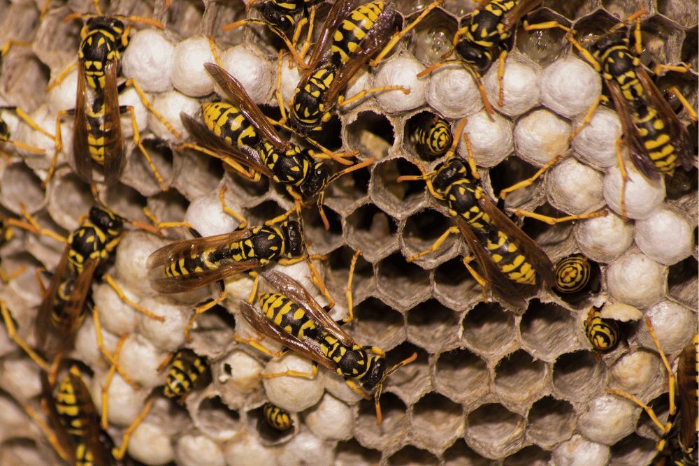How to Keep Bugs Off Your Security Cameras How to Keep Bugs Off Your Security Cameras