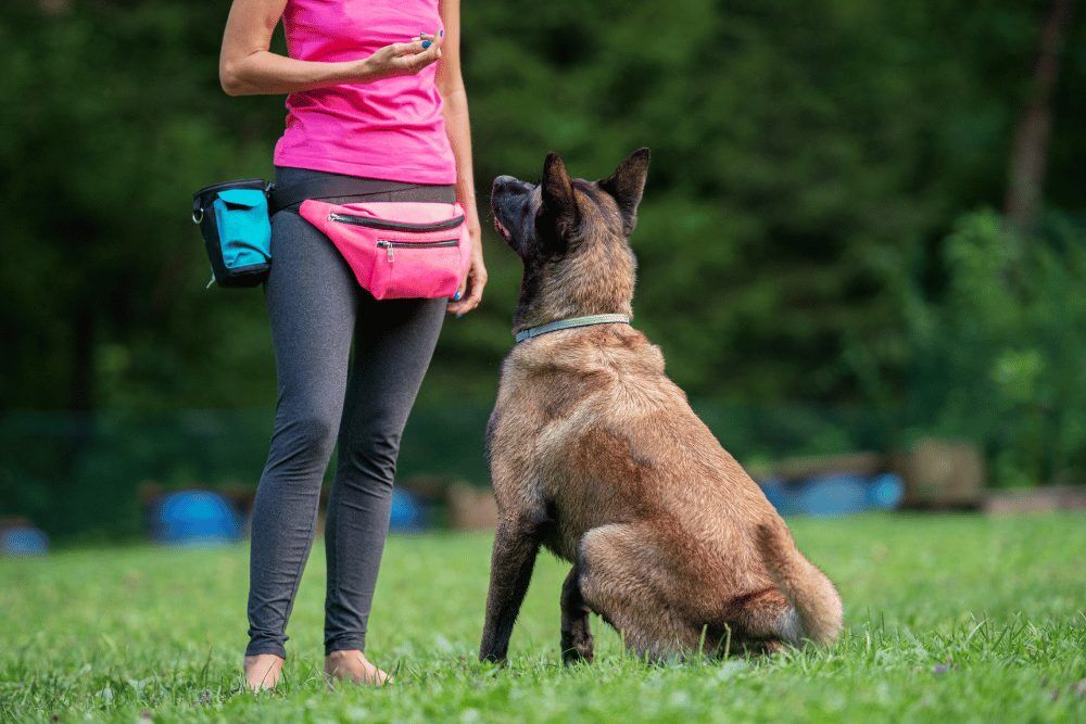 How to Train a Guard Dog How to Train a Guard Dog